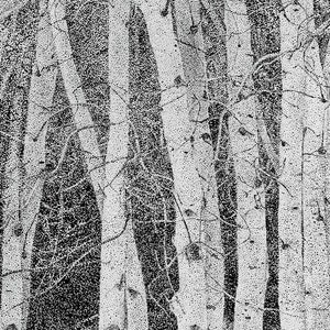 Aspens #1: Limited Print 24&quot; x 12&quot;