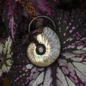 Puede incluir: Un colgante de f&oacute;sil de amonita plateado e iridiscente en una cadena de cobre. El colgante est&aacute; colgado de una hoja de color morado oscuro y plateado con manchas blancas.
