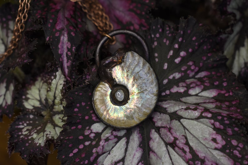 Puede incluir: Un colgante de f&oacute;sil de amonita plateado e iridiscente en una cadena de cobre. El colgante est&aacute; colgado de una hoja de color morado oscuro y plateado con manchas blancas.