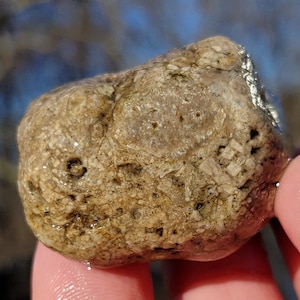 Compact Crinoids & Bryozoa Fossil, Patch of Sponge, Dolomite Druzy Vugs, Packstone, Great Lake Michigan Rock, 54g, Raw Natural Unpolished