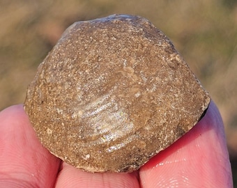 カラミテス化石、先史時代のスギナの茎の化石、泥岩の団塊