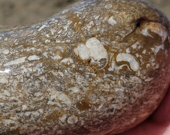 Gastropod & Brachiopod Shell Fossils, Ancient Mollusk Shell, Fossil Limestone, Lake Huron Rock, Michigan Fossil, 20oz Raw Natural Unpolished