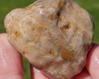 Fossil der Petoskey-Koralle, Hexagonaria P., Devon-Fossil, Limonit, fluoreszierende Koralle, Arten aus dem Great Lake Lake
