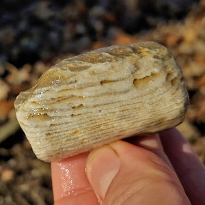 May include: A light-colored, layered rock with a smooth, rounded shape. The rock has bands of tan and cream colors, with a slightly rough texture. The rock is held in a hand, with a blurred background of leaves.