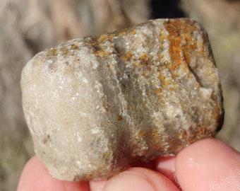 コンパクト化石石灰岩、ルゴサ角サンゴ2個、枝分かれしたクラドポーラ