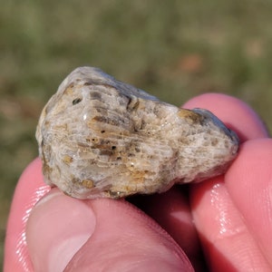 Versteinerte Rugosa Horn Koralle Fossil, Great Lake Huron