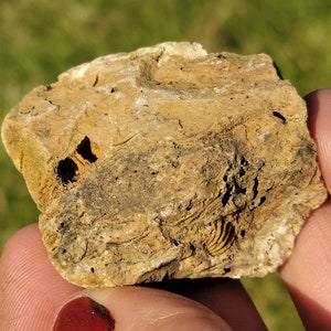 Steinkern Fossil, Fossil Limestone-Chert w Crinoids, Brachiopod, Bryozoa, Paleozoic Fossil, Lake Michigan Rock, 38g, Raw Natural Unpolished