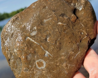 Large Brachiopod Packstone Fossil, Lustrous Shells, Crinoidal Limestone, Limonite, Great Lake Michigan Fossil, 19oz, Raw Natural Unpolished