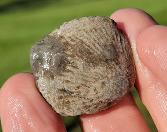 Brachiopod Shell Fossil, Full of Fossils, Cladopora Coral, Bryozoa Fossil, Packstone, Great Lake Michigan Fossil, 8g, Raw Natural Unpolished