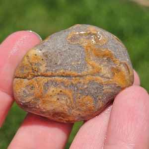 Stromatoporoid Sponge Fossil, Crinoidal Limonite, Druzy Chalcedony, Paleozoic Rock, Great Lake Michigan Fossil, 26g, Raw Natural Unpolished
