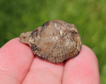 Brachiopod Fossil, Devonian Limestone, Lustrous Aragonite Shell in Limestone, Paleozoic Rock, Northern Michigan, 6g, Raw Natural Unpolished