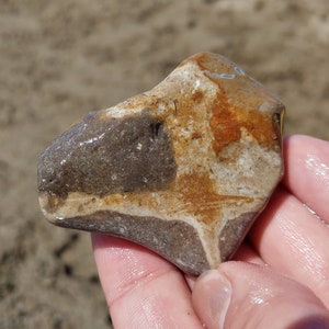 Fossiliferous Crinoidal Limestone & Chert w Oxide, Chalcedony Cracks, Paleozoic Great Lake Huron Michigan 46g Raw Natural Unpolished