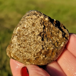 Abundant Sea Lily Crinoids Coral Fossil Limestone, Soupstone, Paleozoic Great Lake Michigan 47g Raw Natural Unpolished
