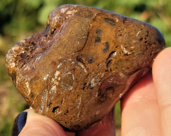Brachiopod Fossils, Lustrous Shells, Packstone, Soupstone, Great Lake Michigan Fossil, 77g, Raw Natural Unpolished