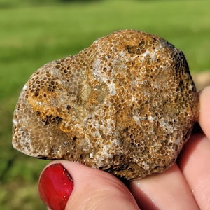 Stunning Whole Charlevoix Stone, Favosites Coral Fossil, Ordovician Fossil, Great Lake Michigan, 44g, Raw Natural Unpolished