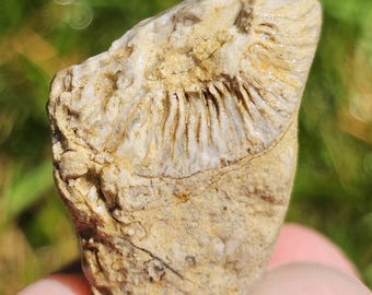 Könnte beinhalten: Ein beiges und hellbraunes fossiles Korallenfragment mit einem ausgeprägten halbkreisförmigen Muster aus strahlenförmigen Rippen. Die Oberfläche des Steins ist mit natürlichen Mineralablagerungen und unregelmäßigen Rissen strukturiert.
