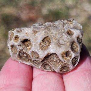 May include: A fossilized coral specimen featuring a light gray, textured exterior with numerous circular, brown-toned indentations across its surface. The stone displays a porous, organic pattern with varying depths and natural mineral deposits.