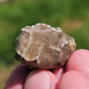 Fósil de coral en cadena, fósil de halisita, fósil de piedra caliza, fósil de coral tabulado, fósil del Gran Lago Michigan, 13 g, crudo natural sin pulir