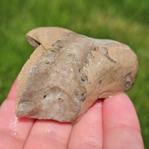 Großes Cystiphylloides Americanum Hornkorallenfossil, seltenes Korallenfossil