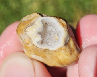 Verkieselte Brachiopoden Schalen Fossil, Druzy Quarz, Crinoiden Chert, Packstone, Lake Huron Fossil, Michigan Rock, 8g, Roh Natürlich Unpoliert