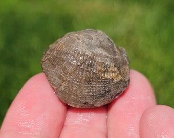 Könnte beinhalten: Nahaufnahme eines versteinerten Meeresbewohners, der einer kleinen, runden Muschel mit einer strukturierten Oberfläche ähnelt. Das Fossil ist hellbraun mit Anklängen von dunklerem Braun und Weiß.