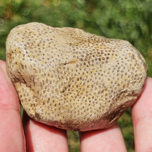 Fósil de coral de tubo de órgano, fósil de coral siringóporo, coral tabulado faceloide, roca paleozoica, Gran Lago Michigan, 74 g, crudo, natural, sin pulir