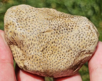 Fossile Orgelkoralle, Fossile Syringopora-Koralle, Phaceloid-Tabellkoralle, paläozoisches Gestein, Great Lake Lake South Port, 74g Roh, unpoliert