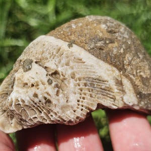 Großes Fossil der Rugosa-Hornkoralle, Crinoidenkalk, Brachiopoden, Great Lake Lake Giban Rock, 4 Unzen, Roh, Natürlich, Unpoliert