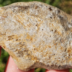 Defined Large Favosites Coral Fossil w Crinoids & Smaller Corals, Charlevoix Stone, Great Lake Michigan, 3oz, Raw Natural Unpolished