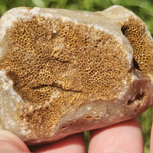 Whole Favosites Charlevoix Coral Ordovician Fossil Rock, Smooth-Cratered Corallites, Limonite, Paleozoic Michigan 77g Raw Natural Unpolished