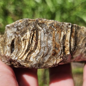 Große versteinerte Rugosa-Hornkoralle, Muschelfossil, fossiler Kalkstein, 3 Unzen (3 Unzen), unpoliert