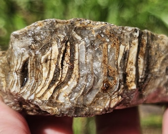 珪化ルゴサ角サンゴ化石、サンゴ断面化石、リモナイト酸化、ミシガン