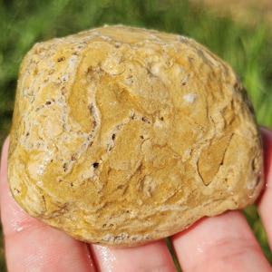 Fósil de coral en cadena, fósil de halisita, fósil de braquiópodo, fósil de piedra caliza, coral tabulado, fósil del lago Michigan, 86 g, crudo natural sin pulir