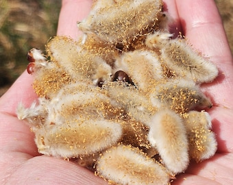 Dried Pussywillow Flowers, 12 Piece Set, Branchless Pussywillow Flowers, Dried Fluffy White Flowers