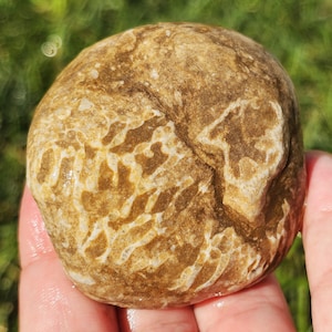 Fósil de coral de cadena de halisitas de gran tamaño, caliza crinoidea, braquiópodo, fósil del Gran Lago Hurón, fósil de Michigan, 113 g, crudo, natural, sin pulir