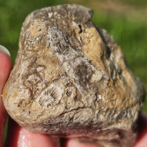 Coral de tubo de órgano Syringopora, Coral de cuerno Rugosa, Fenestella Bryozoa, Michigan Great Lake Rock, 75g, Natural crudo sin pulir