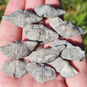 May include: A collection of small, gray fossilized shells with intricate radial patterns. The shells are held in a hand, showcasing their varying shapes and textures. The fossils appear to be ancient marine life.