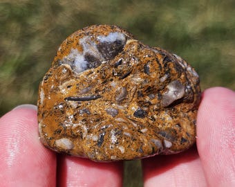 Reichlich vorhandene Brachiopoden-Muschelfossilien, Crinoidenkalkstein, Packstone, Great Lake Huron Fossil, garitigan Rock, 18g, Raw Natural, unpoliert