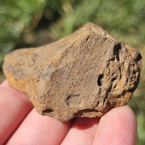 Fossile di Cordaites, antico fossile di foglia di conifera, concrezione di mudstone, fossile del Michigan della Pennsylvania, 54 g, grezzo naturale non lucidato