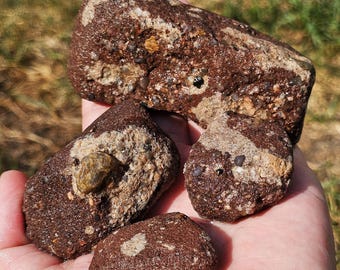 珪化ルゴサ角サンゴ化石、サンゴ断面化石、リモナイト酸化、ミシガン