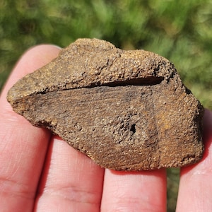 Fossile di Calamite, Fossile di Stelo di Equiseto Preistorico, Concrezione di Argilla, Fossile del Michigan della Pennsylvania, 30 g, Naturale Grezzo e Non Lucidato