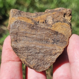 Fossile di Cordaites, antico fossile di foglia di conifera, concrezione di mudstone, fossile del Michigan della Pennsylvania, 120 g, grezzo naturale non lucidato