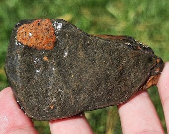 珪化ルゴサ角サンゴ化石、サンゴ断面化石、リモナイト酸化、ミシガン