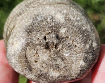 ルゴサ角サンゴの化石、ウミユリの残骸、珍しい大型、ミシガン湖産岩