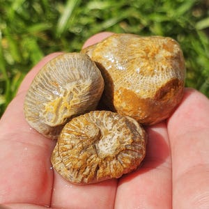 Versteinerte Rugosa-Hornkoralle Fossilien, drei Hornkorallen, der Great Lake Lake Portugiex & Huron Rocks, 11-20g | 25-32 mm, Raw Natural Unpoliert