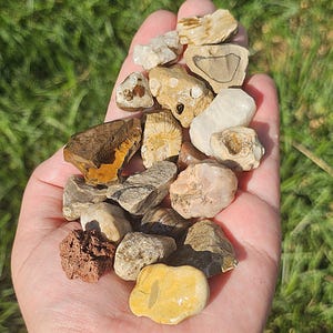 Michigan Rocks & Fossils Set, Bulk Bag of 19 Stones, 4oz, Click For Details, Raw Natural Unpolished