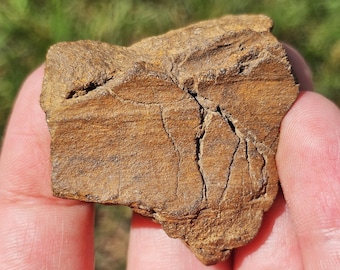 化石石 茶色 葉模様 装飾用 コルダイテス化石、古代針葉樹の葉の化石、泥岩のコンクリーション