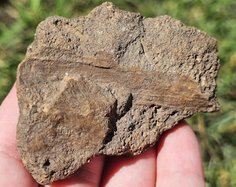コルダイテス化石、古代針葉樹の葉の化石、泥岩のコンクリーション