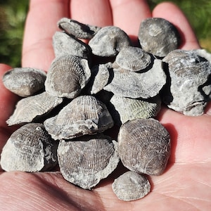 May include: A collection of small, gray fossilized shells, each with intricate ribbed patterns, held in a hand. The shells vary in size and shape, showcasing the natural textures and details of ancient marine life.