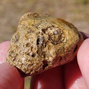 Steinkern Limestone Fossil, Cladopora, Rugosa Horn Coral, Crinoids, Brachiopods, Soupstone, Lake Michigan Fossil, 15g Raw Natural Unpolished